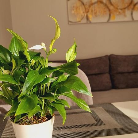 Comfy Apartment- Sunny Balcony Tirana Exterior foto