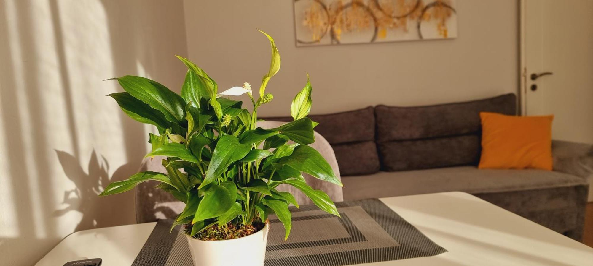 Comfy Apartment- Sunny Balcony Tirana Exterior foto